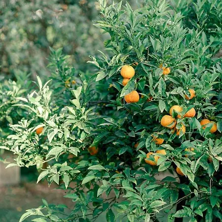 Relais Montepepe Winery & 4* Forte dei Marmi