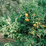 Relais Montepepe Winery & 4* Montignoso