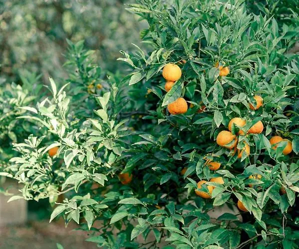 Relais Montepepe Winery & 4* Montignoso